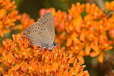 传PS5和XSX升级版将很快被3A厂商拿到